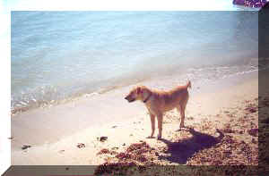 dog exploring a beach in Key West